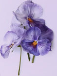 The Purple Pansy image